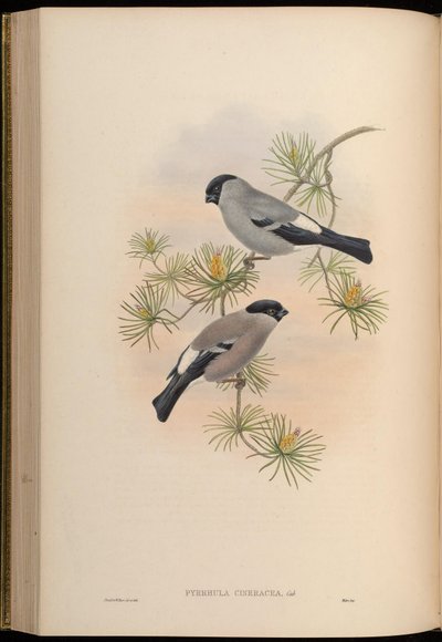 Pyrrhula cineracea = Pyrrhula pyrrhula cineracea - John Gould